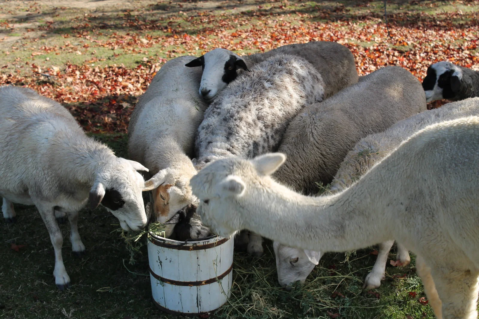 Berrima Retreat Farm Animals