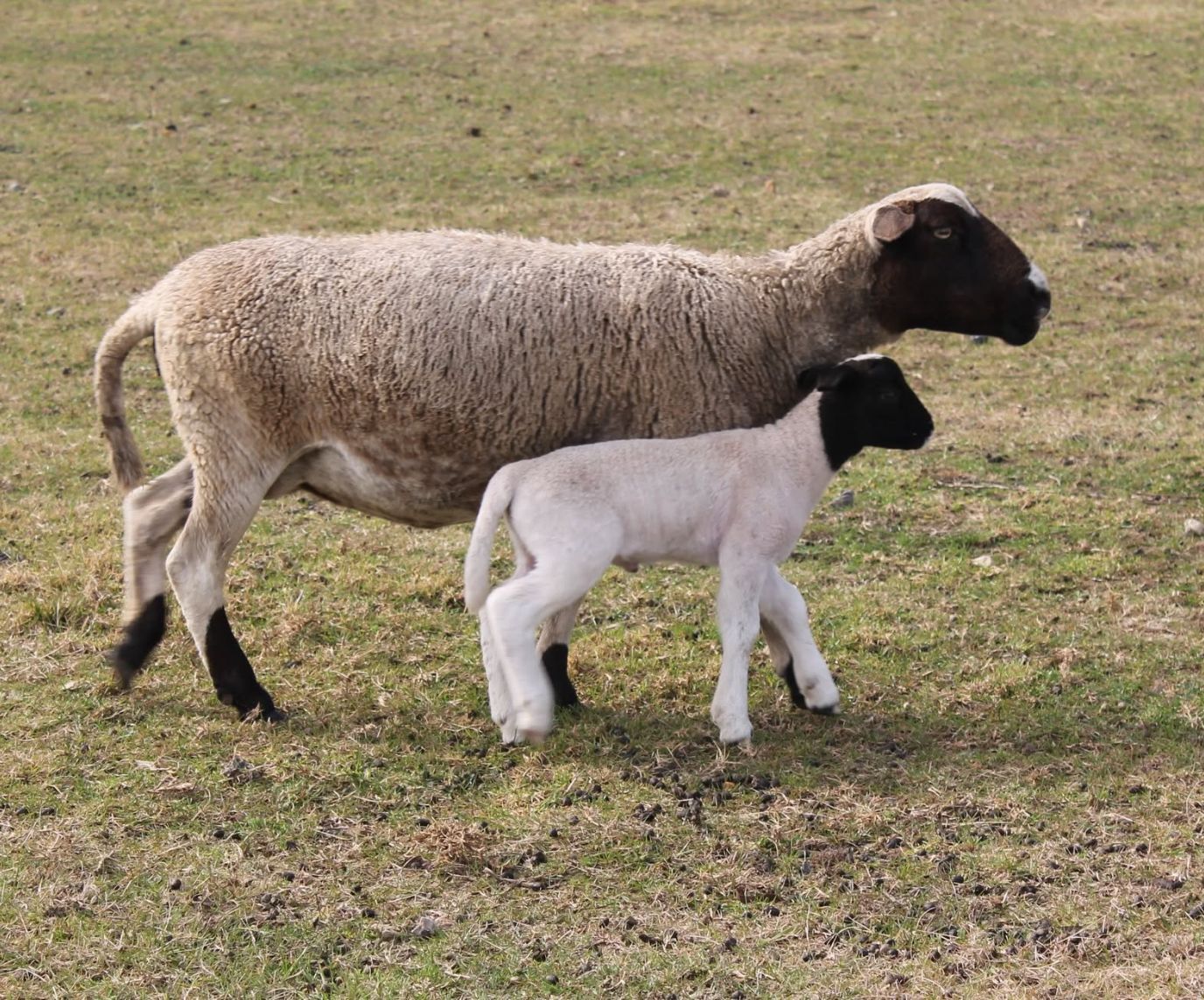 farm animals Berrima Retreat Group Accommodation for upto 55 Guests