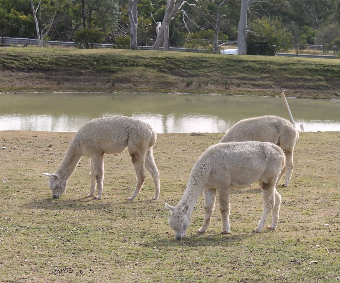new alpaca lulu Berrima Retreat Group Accommodation for upto 55 Guests